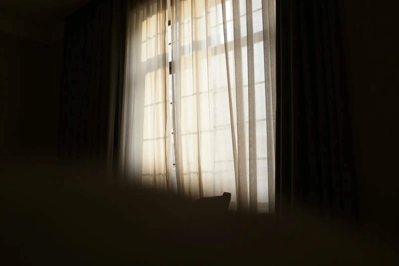old man cactus bright windowsill sunlight