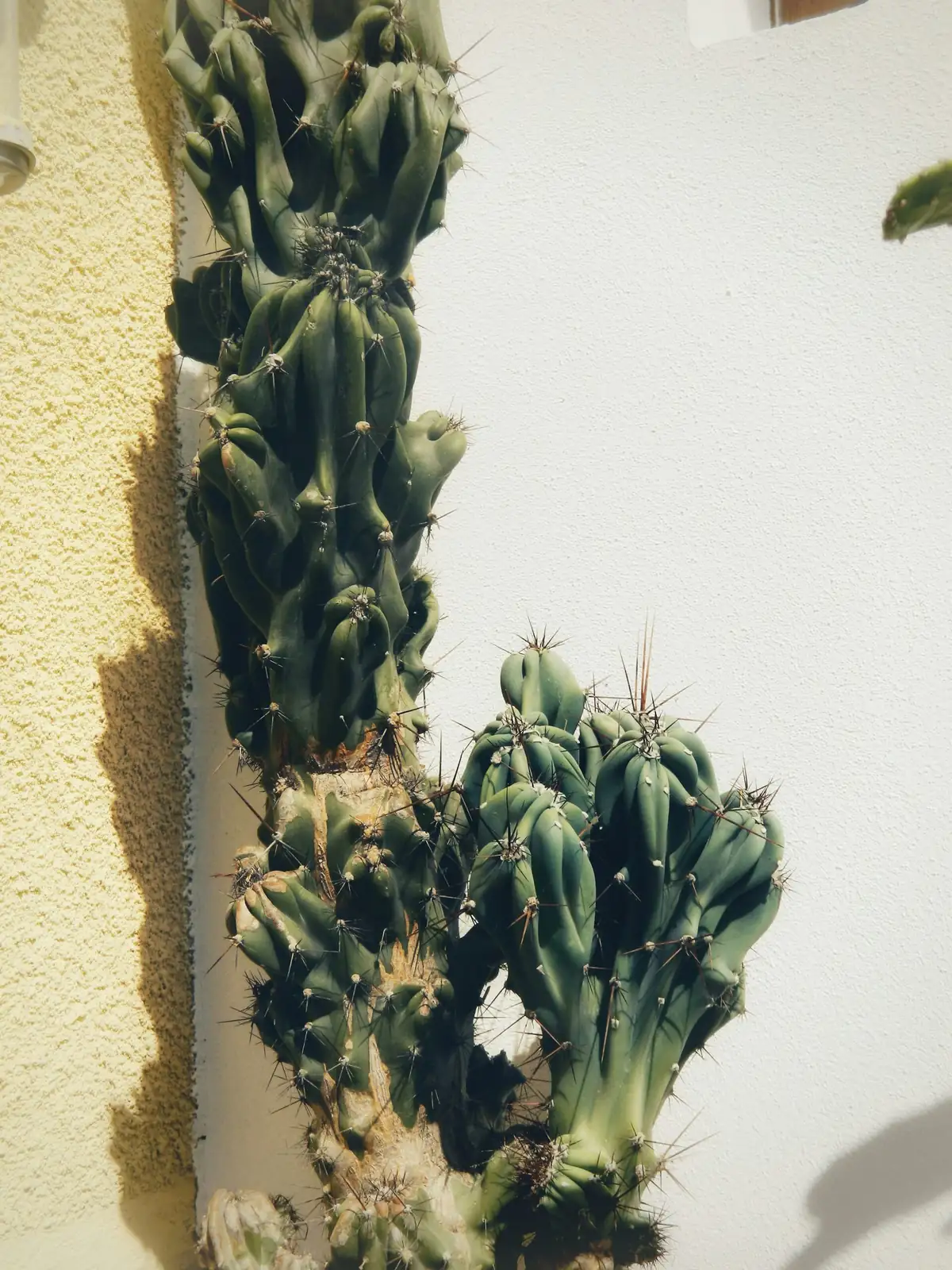 old man cactus repotting terracotta mix