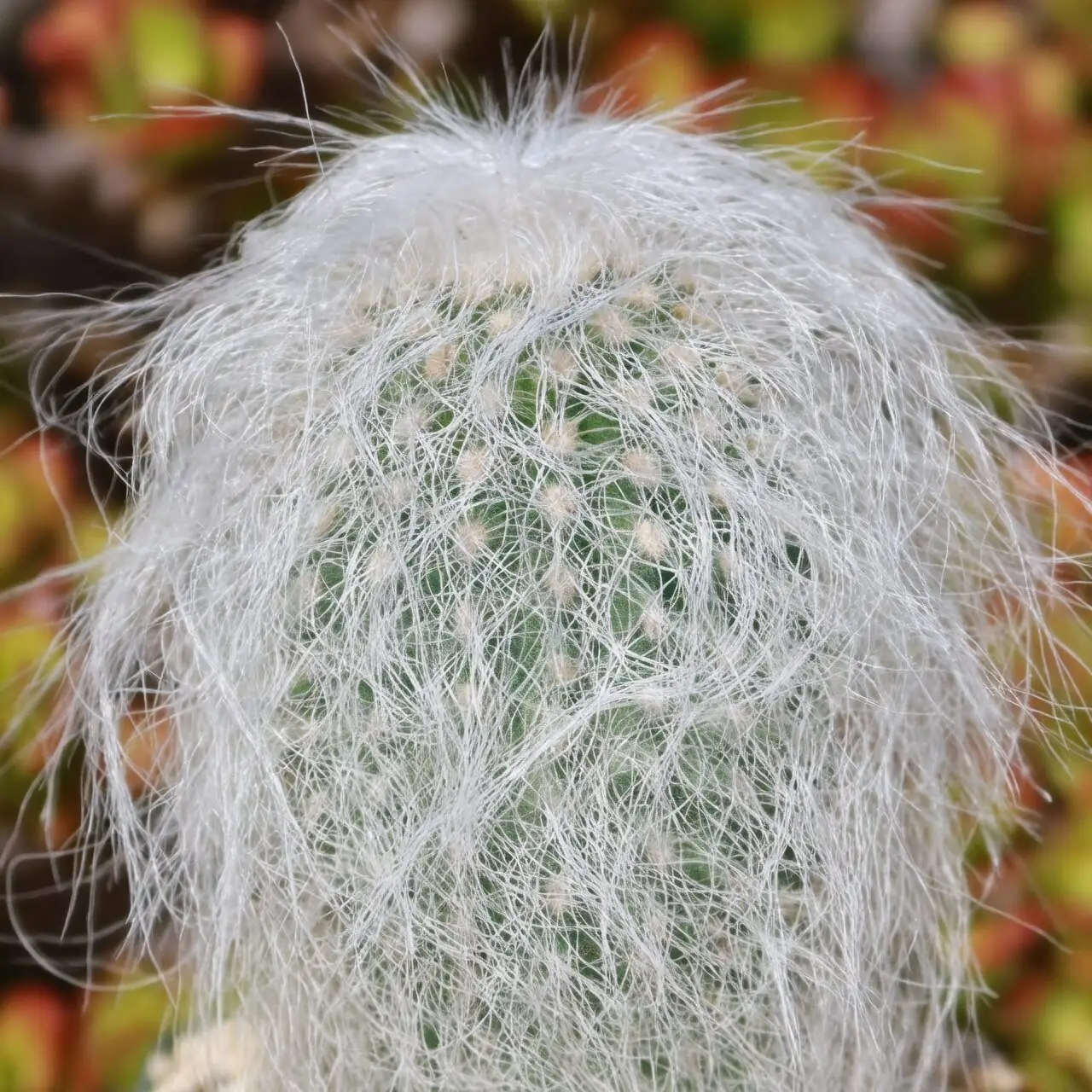 Why Does a Cactus Grow Hair? The Science Behind the Old Man’s Fuzz