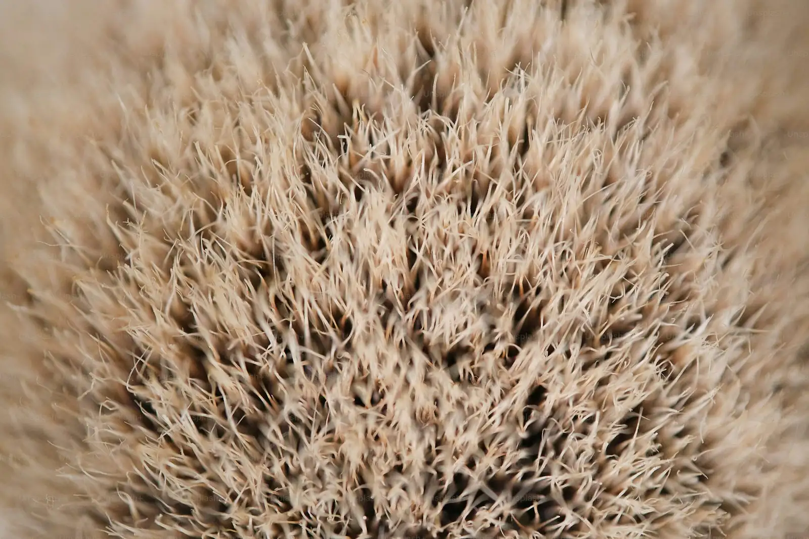 old man cactus hair macro backlit