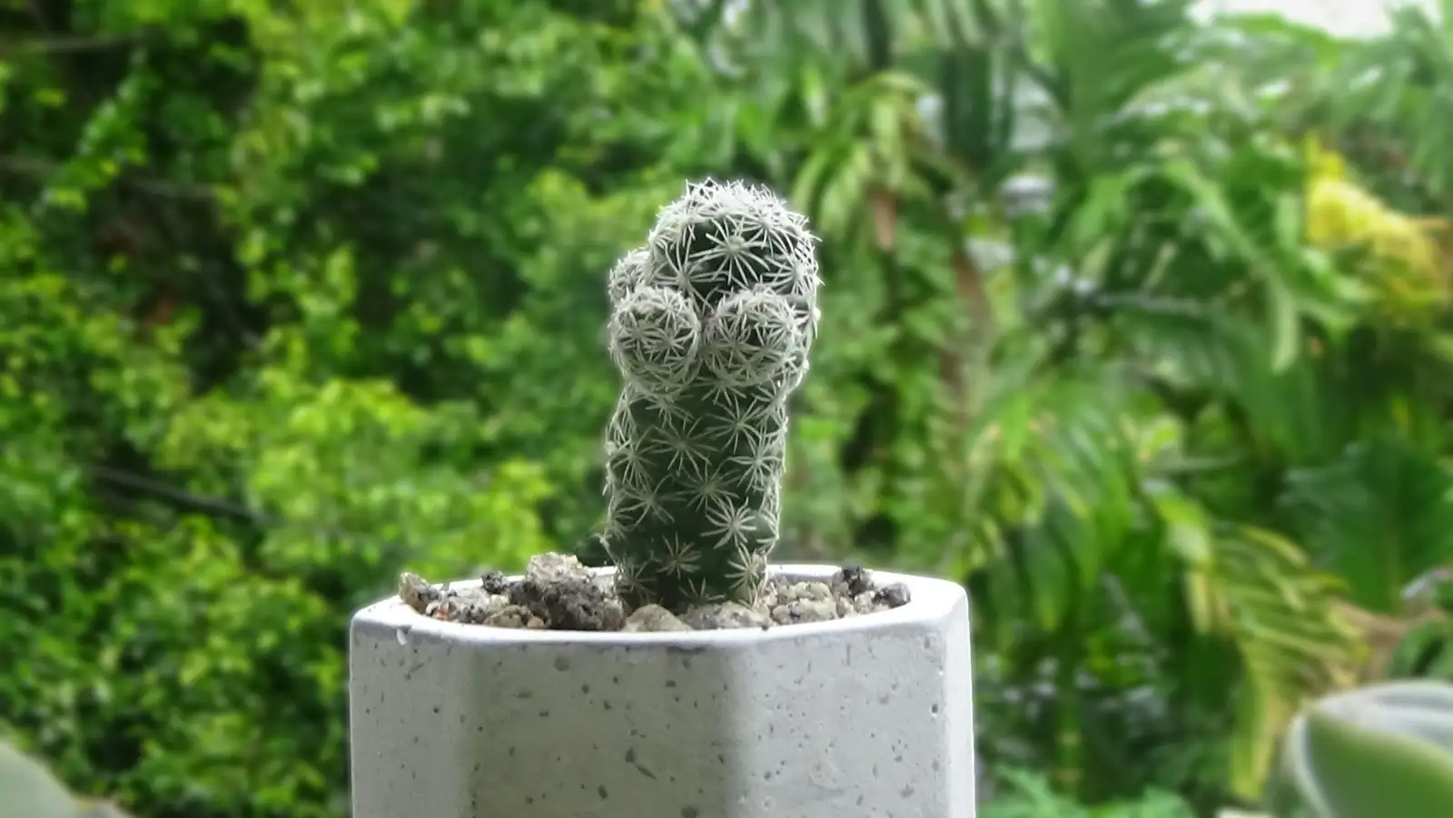old man cactus sunny windowsill pot