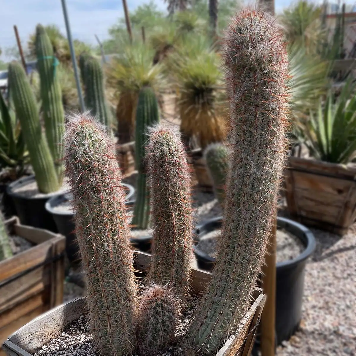 old man cactus limestone slopes Mexico