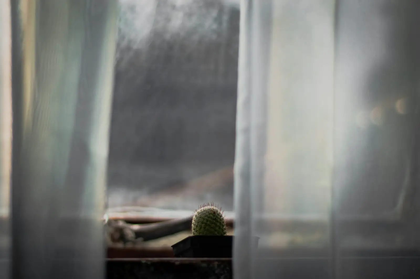 Longevity in a Woolly Coat: Flower Language and Cultural Meanings of the Old Man Cactus