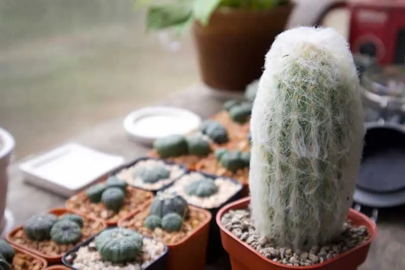 old man cactus watering can
