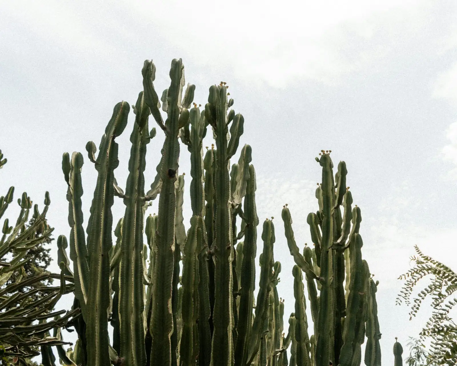 old man cactus Mexico habitat