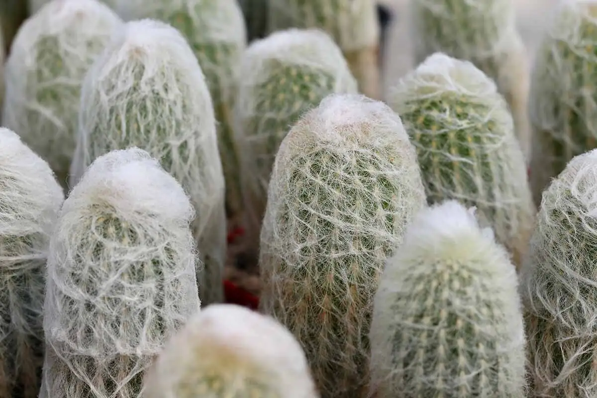 old man cactus seedlings under grow lights