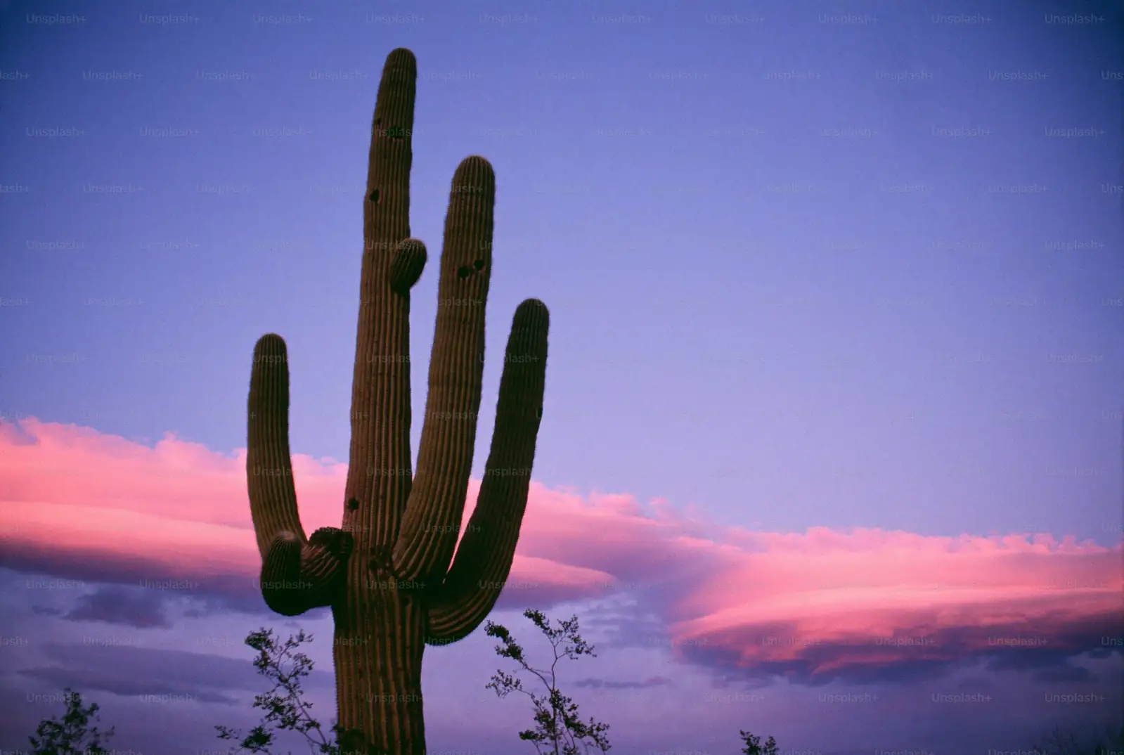 old man cactus offset cutting knife