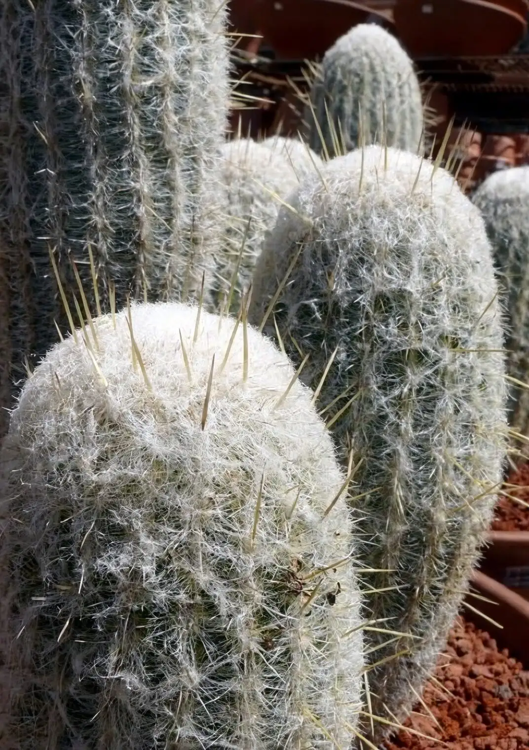 Old Man of Mexico vs. Espostoa: Don’t Get Catfished by the Fuzz