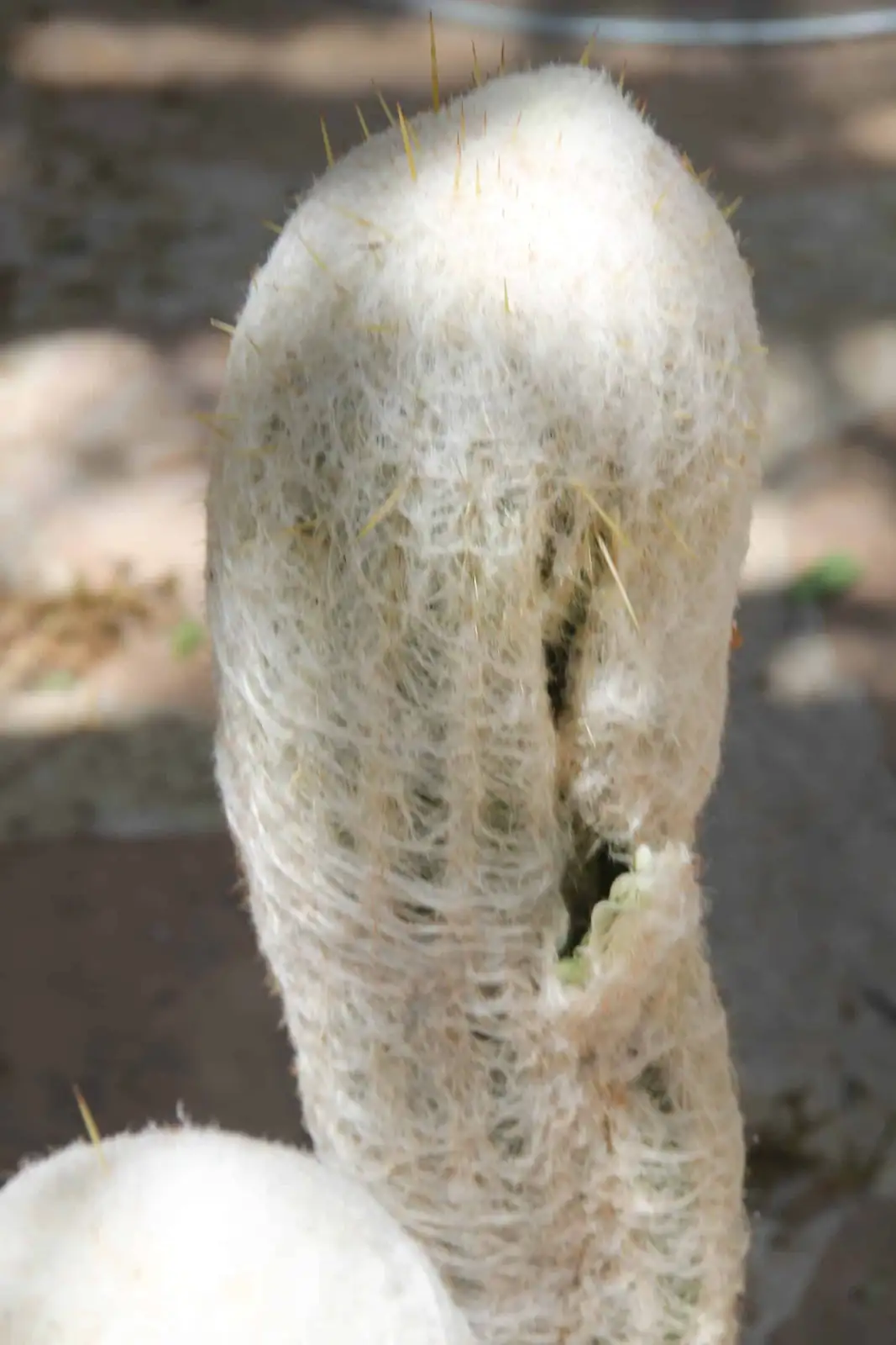 espostoa spines through wool closeup