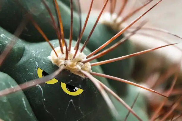cephalocereus hair parted with stick