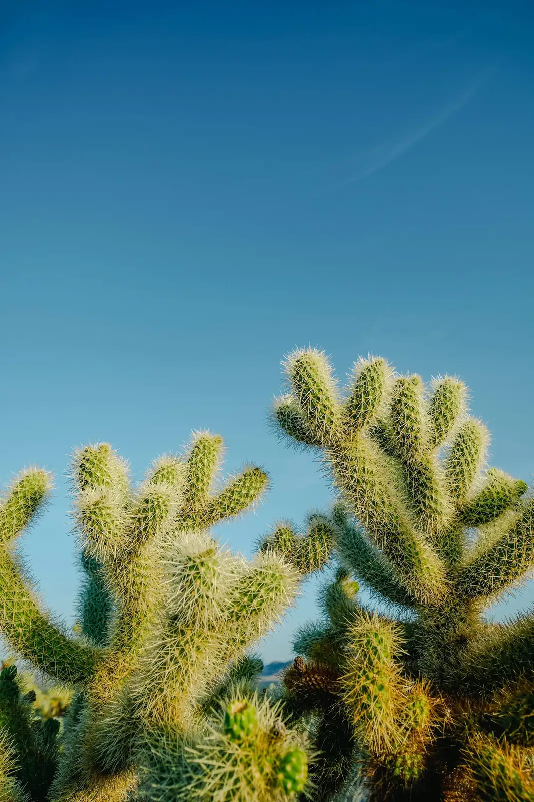 old man cactus south window sunlight
