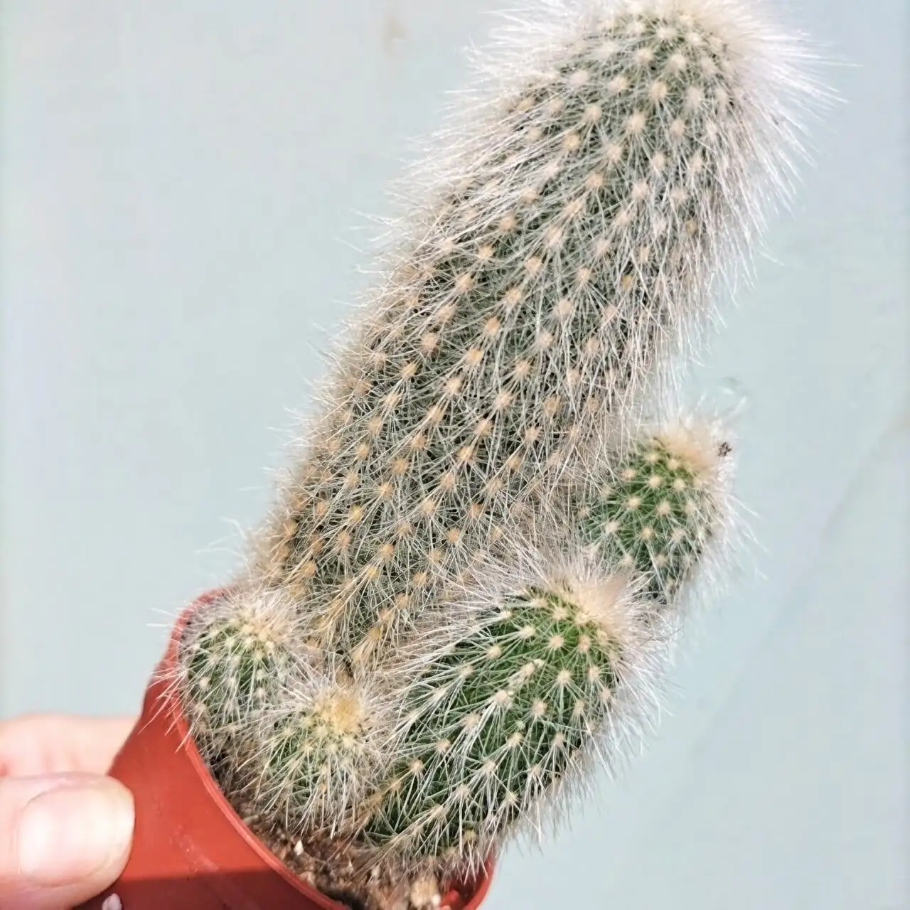 old man cactus with echeveria trio