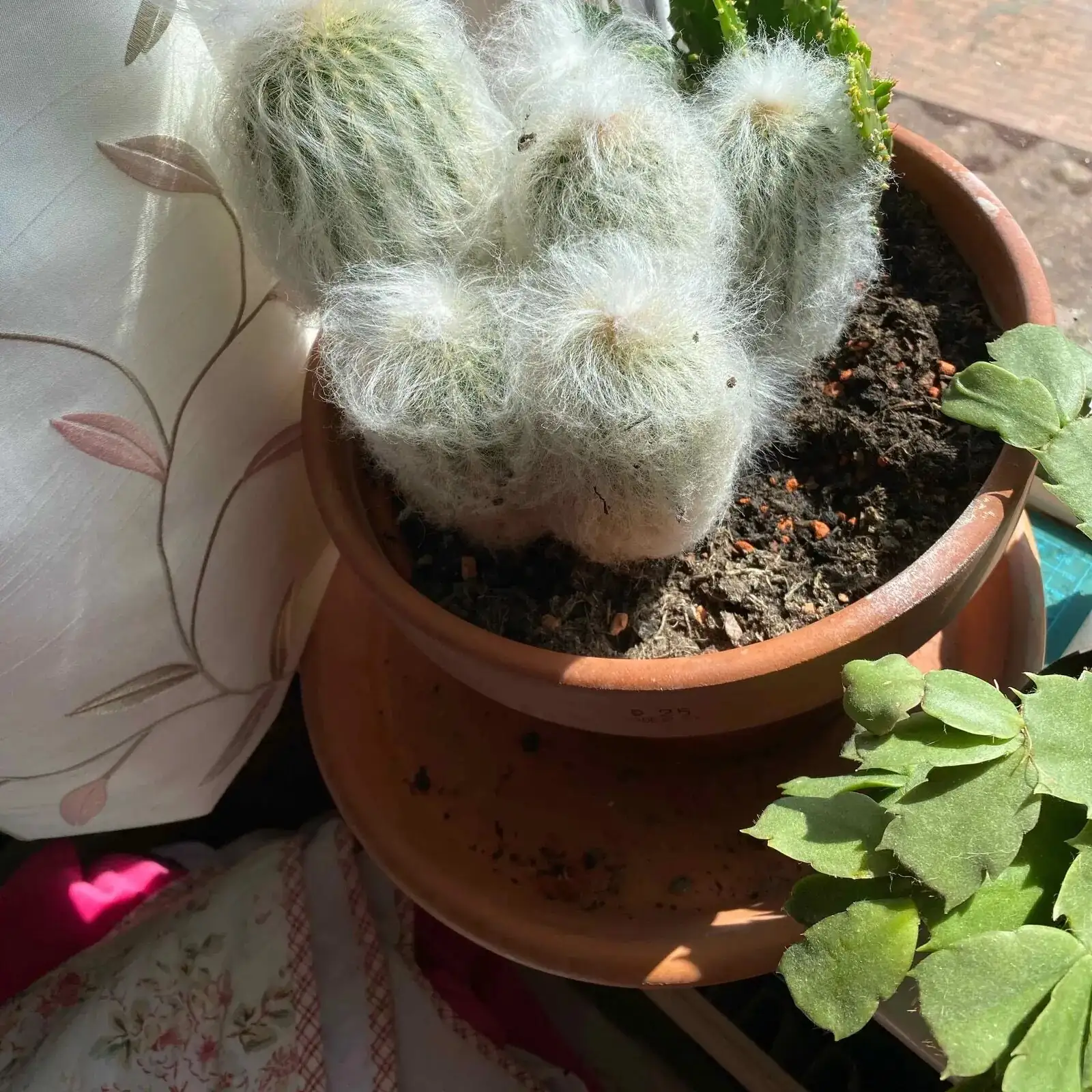 old man cactus watering soil line