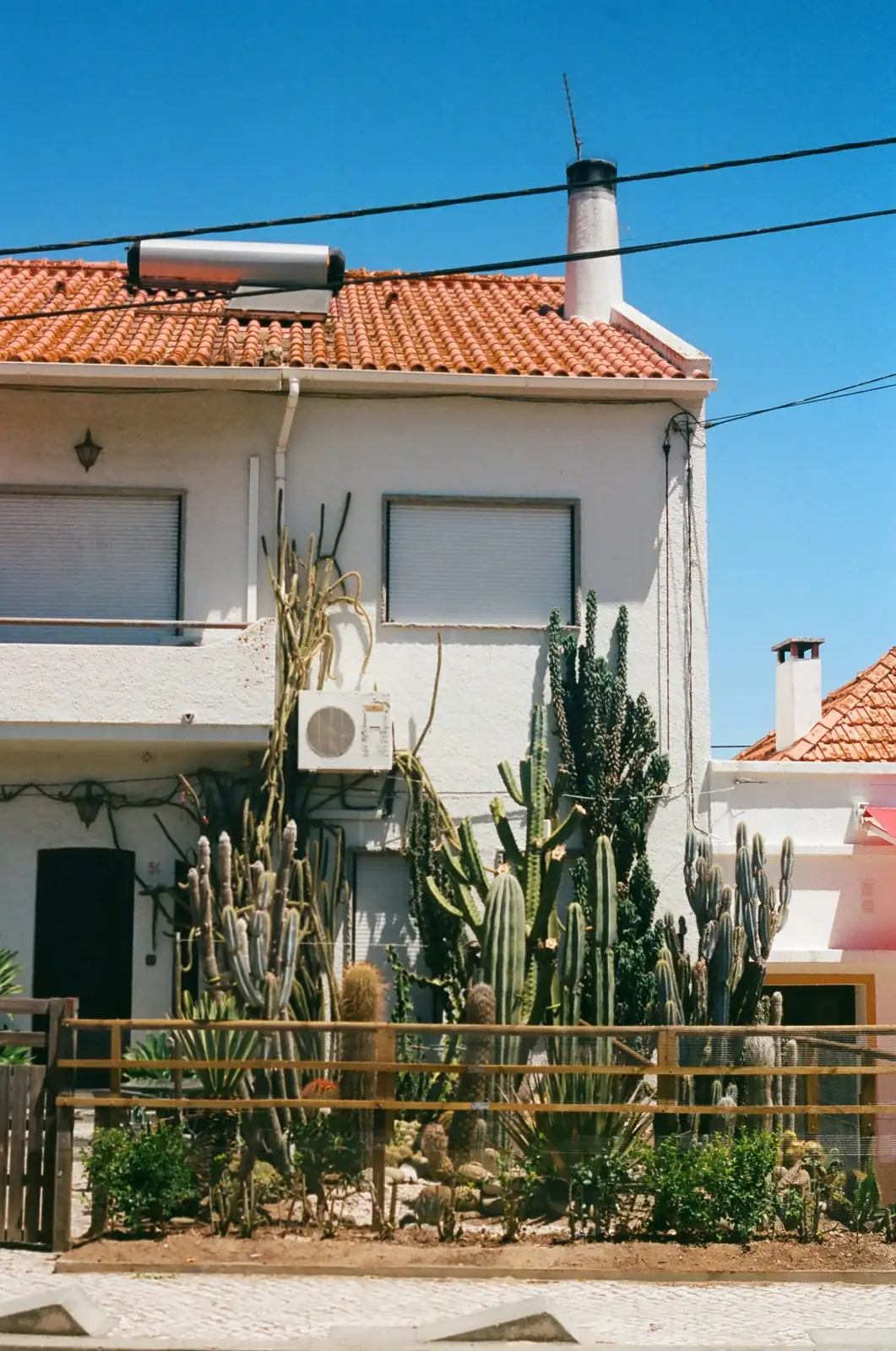 Sunbathing Without Sunburn: How to Acclimate Old Man Cactus for Summer