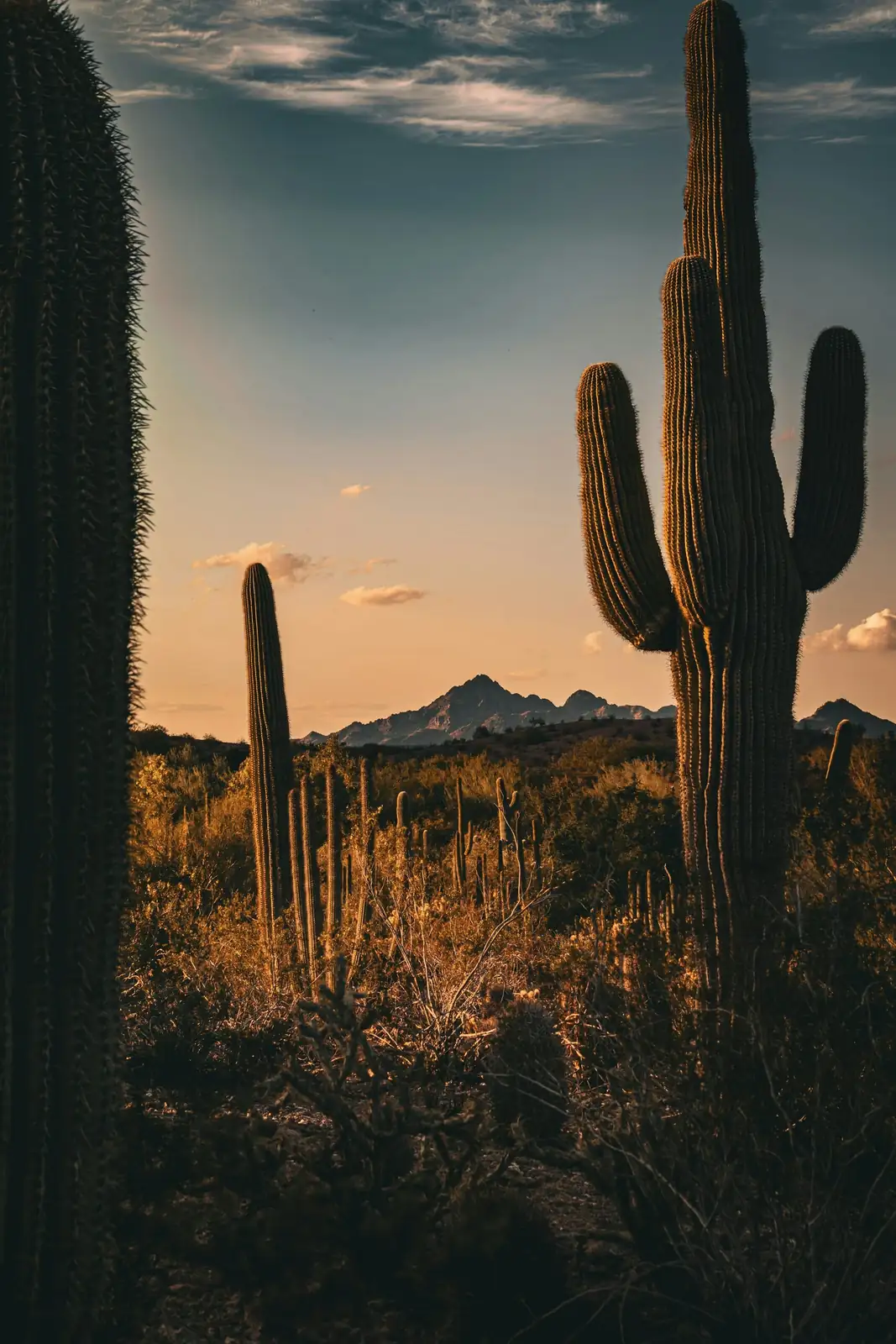 old man cactus sunburn damage