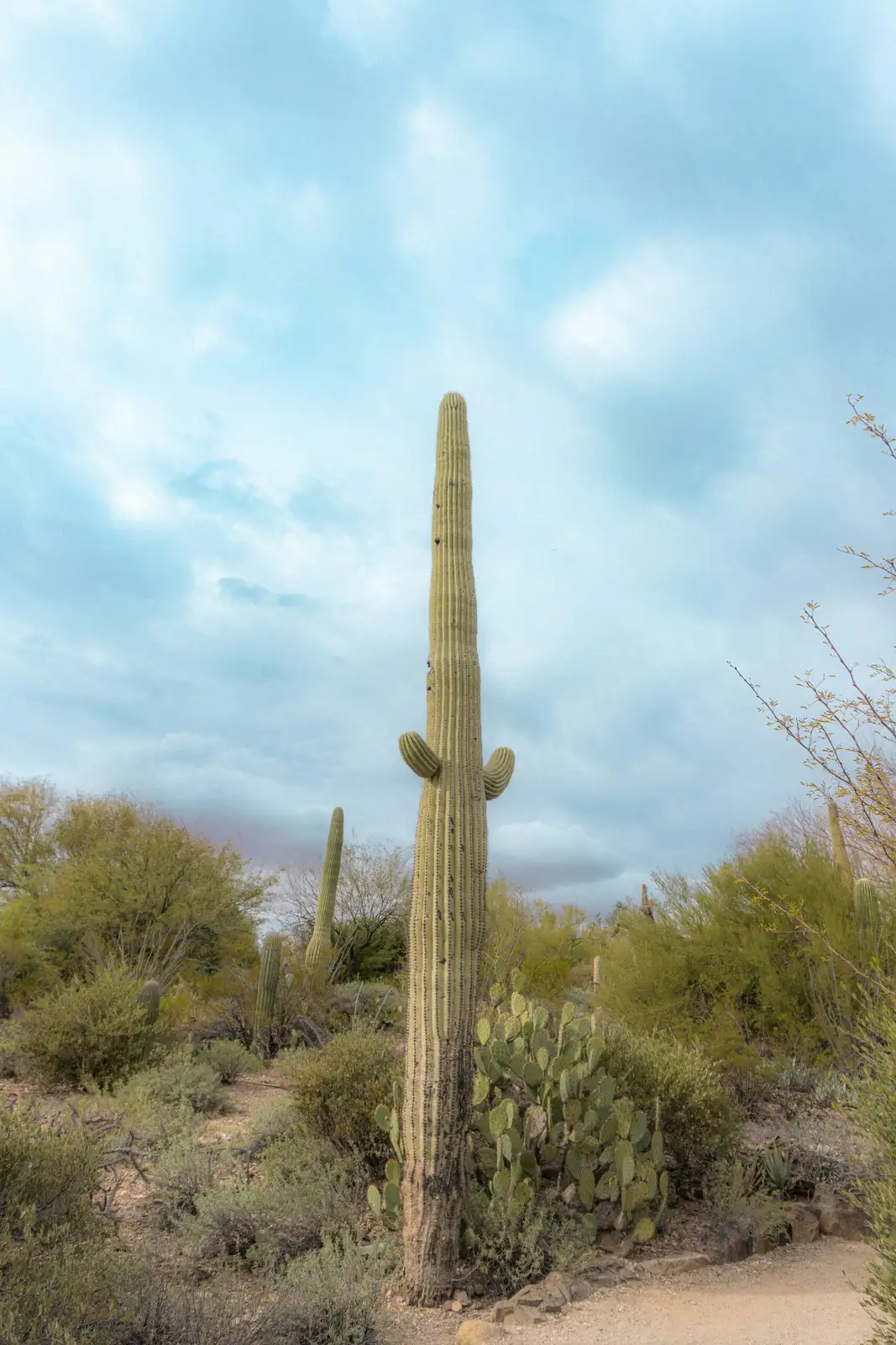 old man cactus cleaning brush