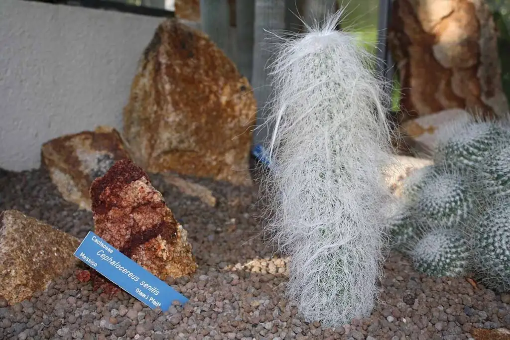 Cactus Companions: Build a Low-Water Showpiece Around Old Man Cactus