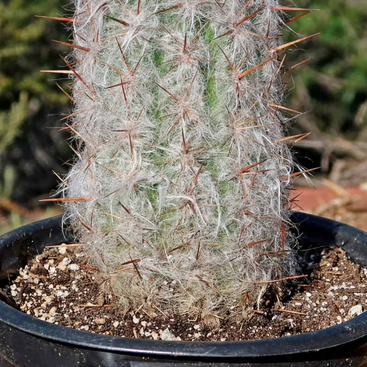 old man cactus soil layers