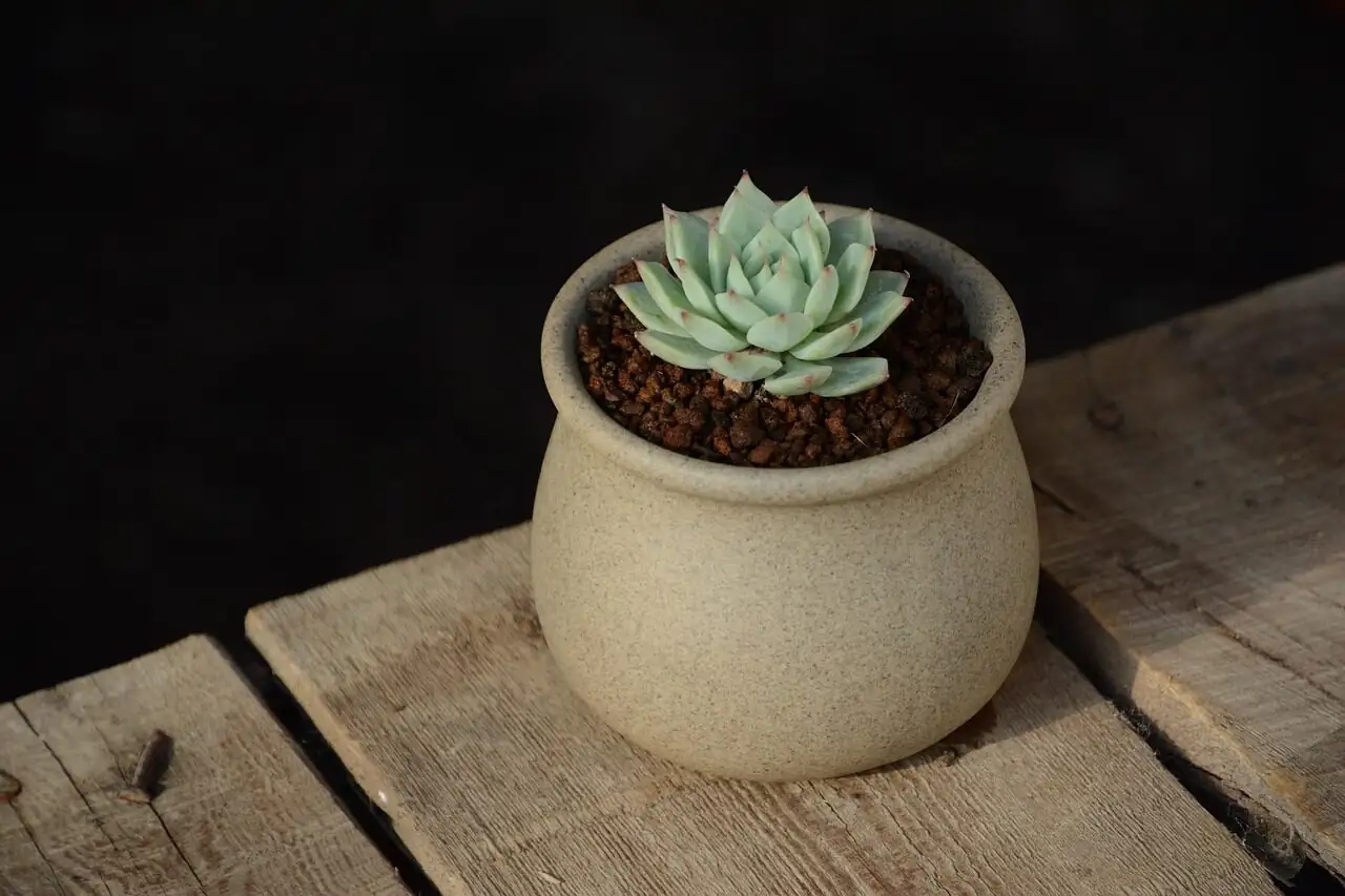 old man cactus with echeveria black prince