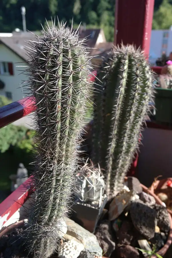 old man cactus watering narrow spout