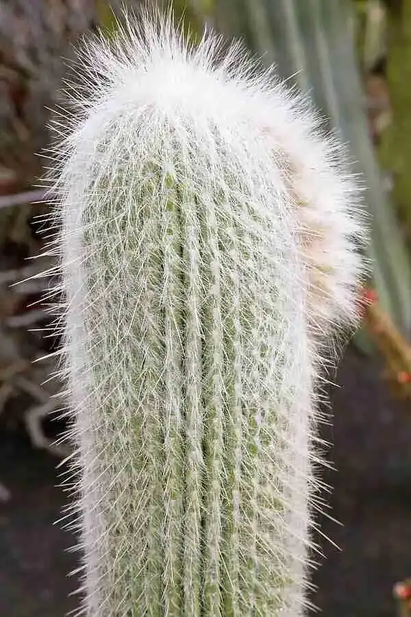Myth-Busting the Bloom: Why Your Old Man Cactus Rarely Flowers—and What It Takes