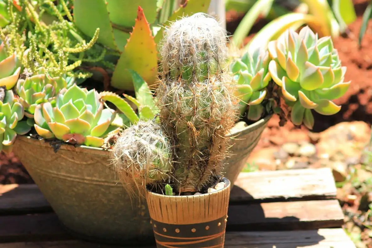 old man cactus greenhouse full sun