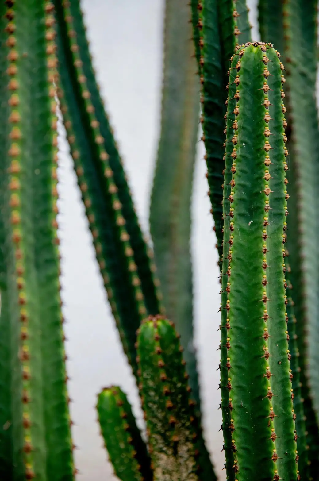 old man cactus watering gritty soil