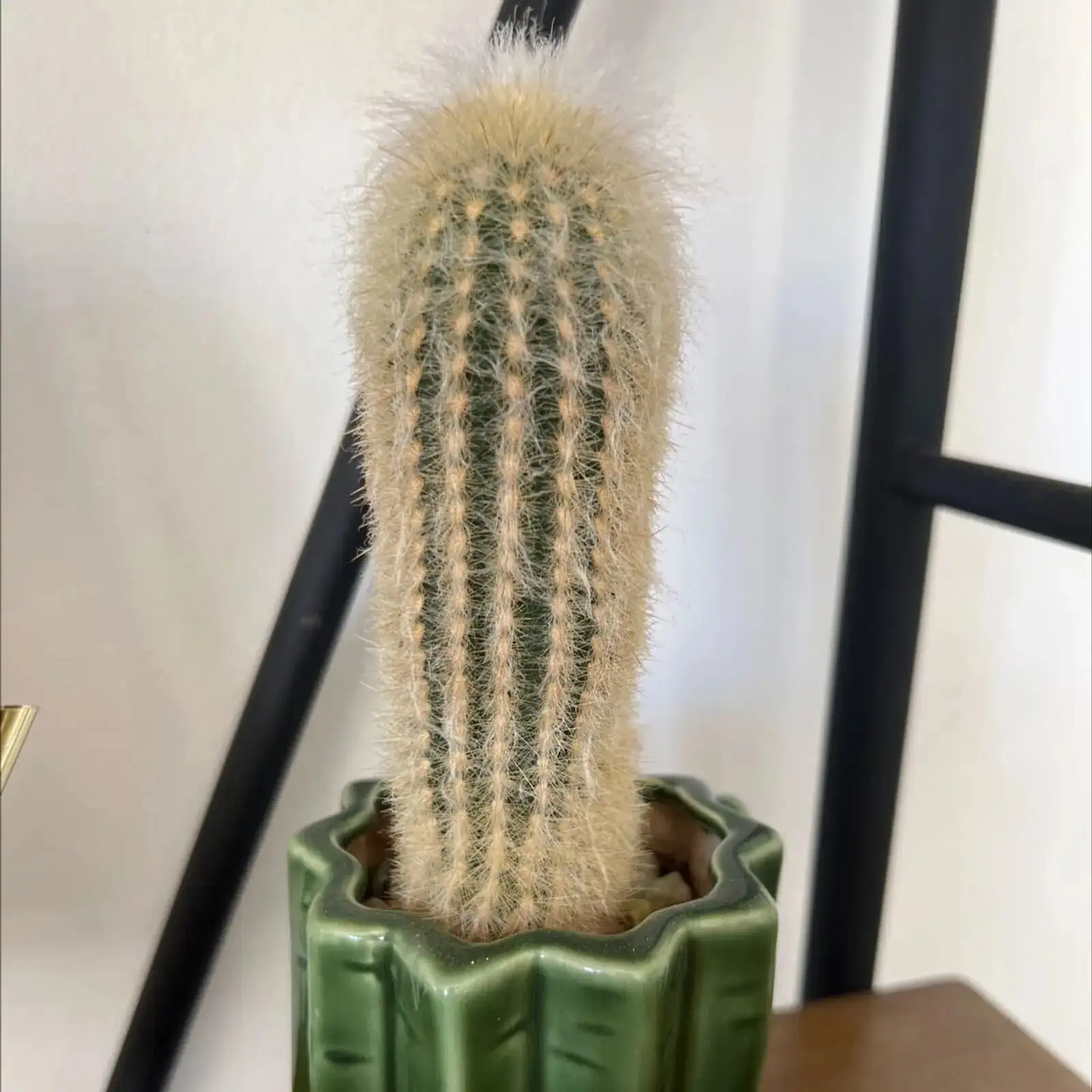 old man cactus repotting terracotta pot