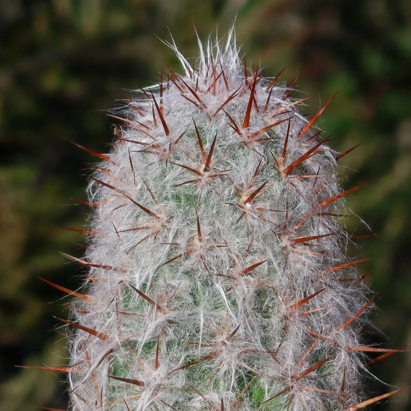 old man cactus flashlight inspection