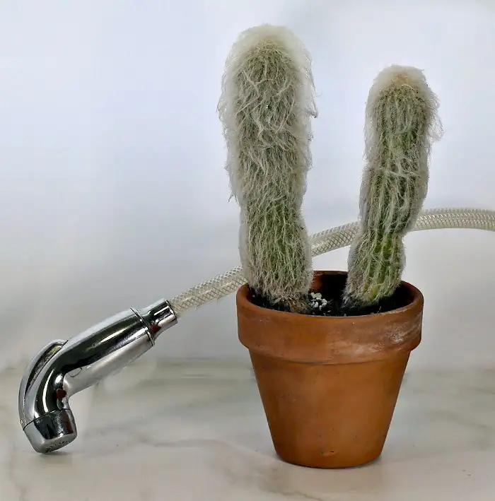 old man cactus pruning tools alcohol