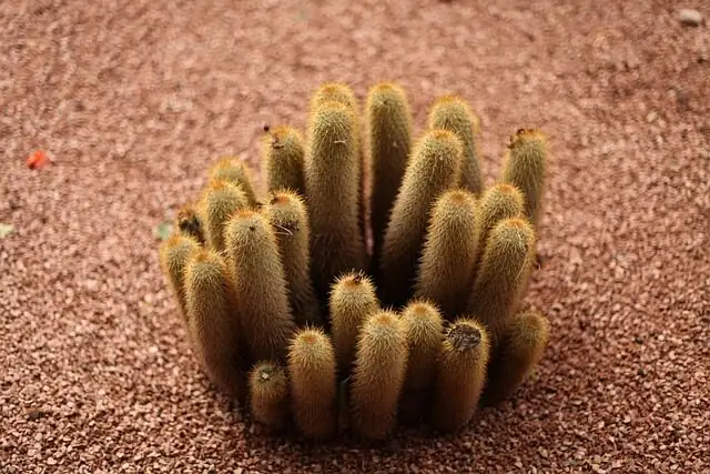 old man cactus stem cut cross-section
