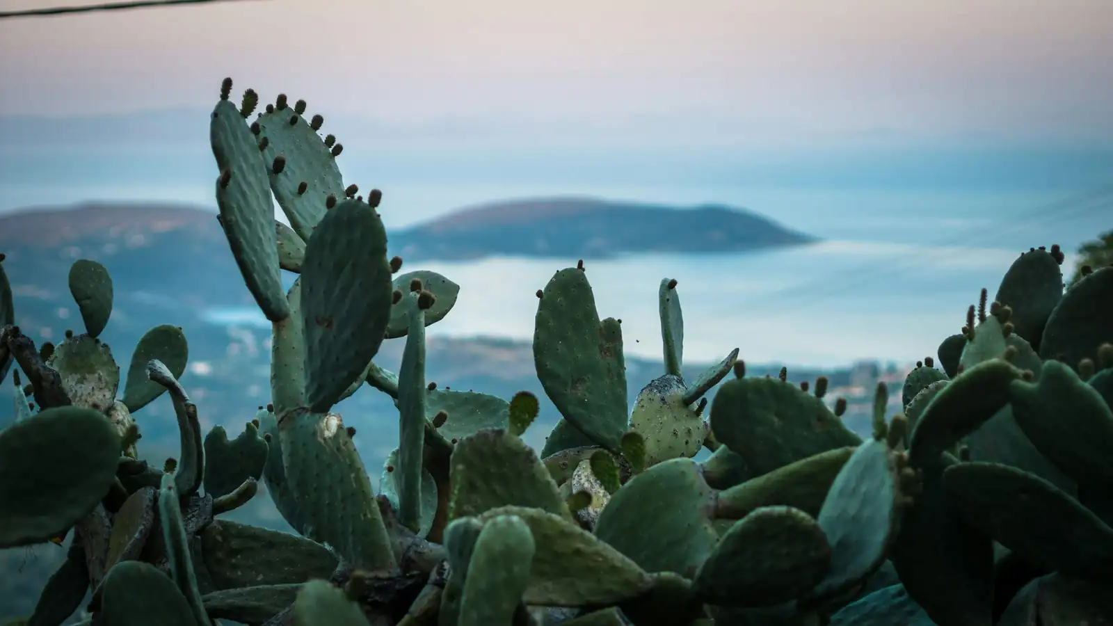 old man cactus callus healing close-up