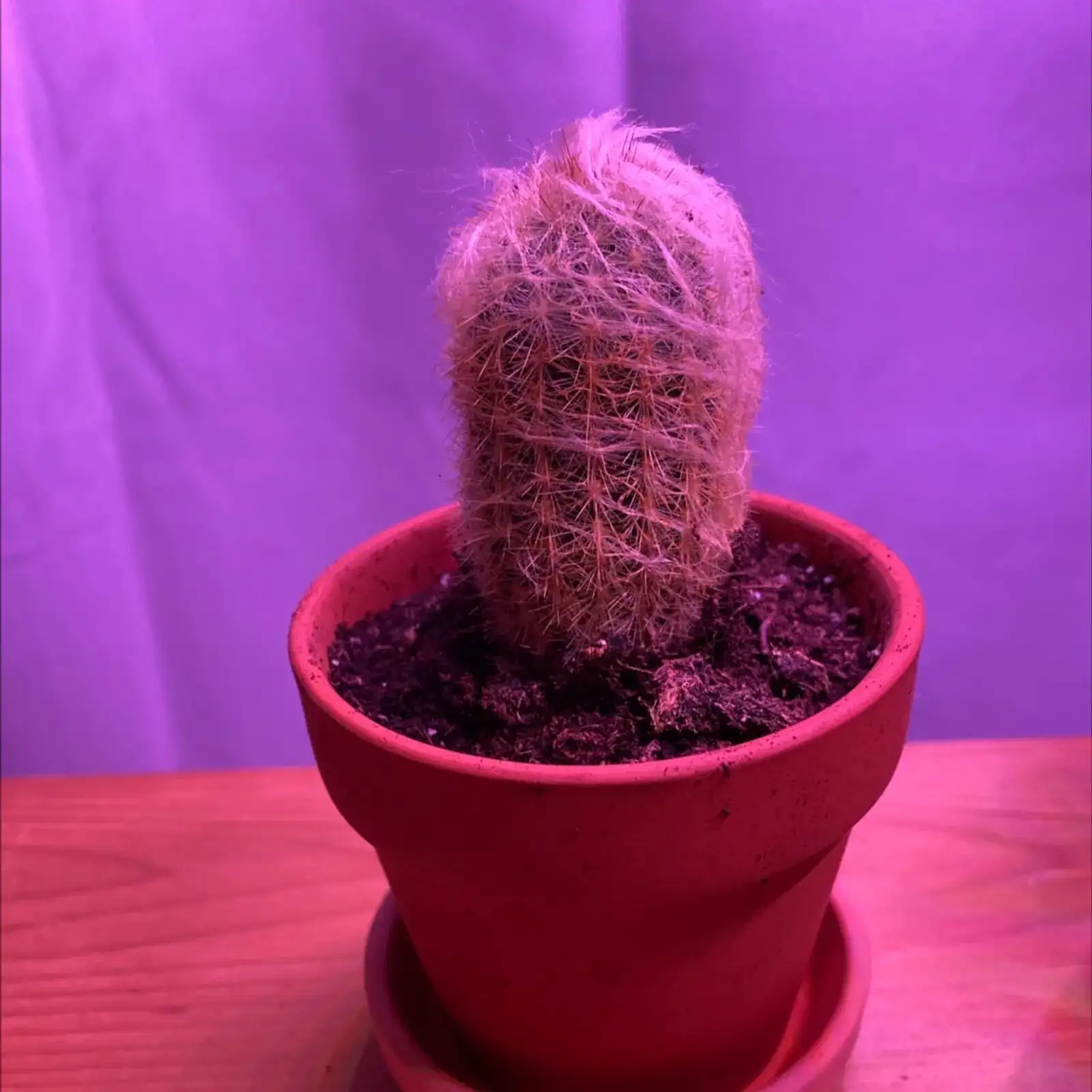 old man cactus repotting dry terracotta