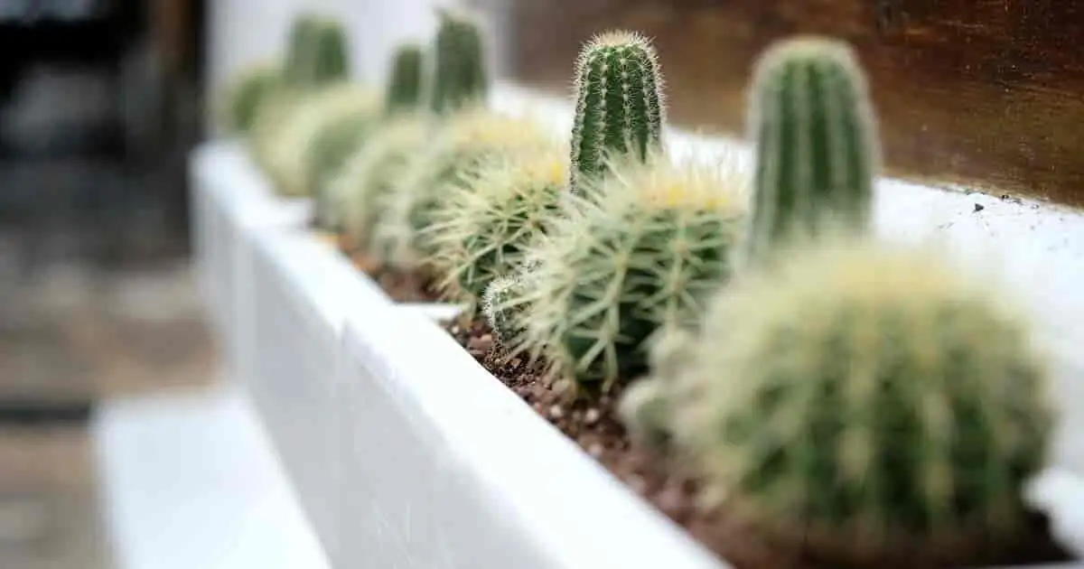 old man cactus sunny windowsill pot