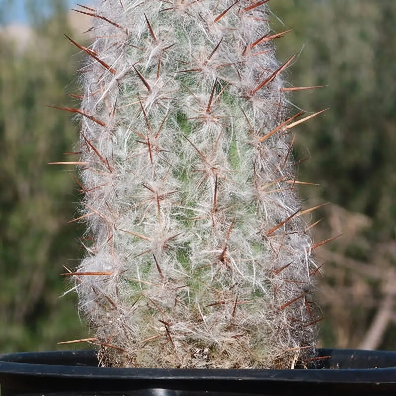 old man cactus hair close-up