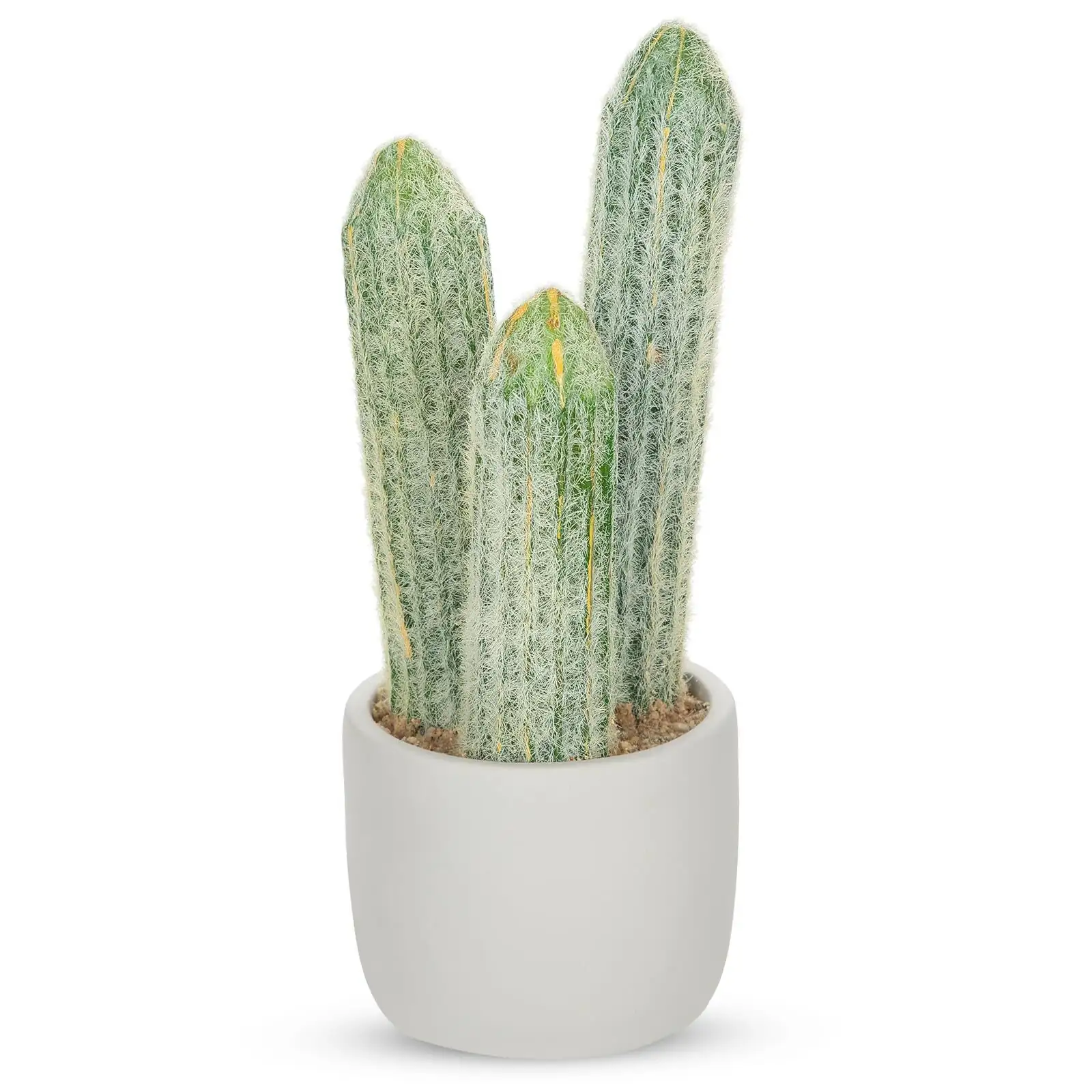 old man cactus pair office lobby