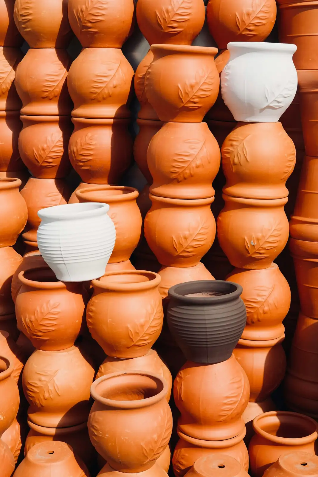 old man cactus terracotta and concrete pots