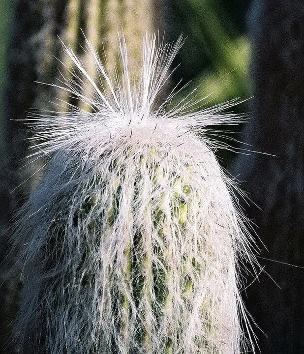 old man cactus roots repotting