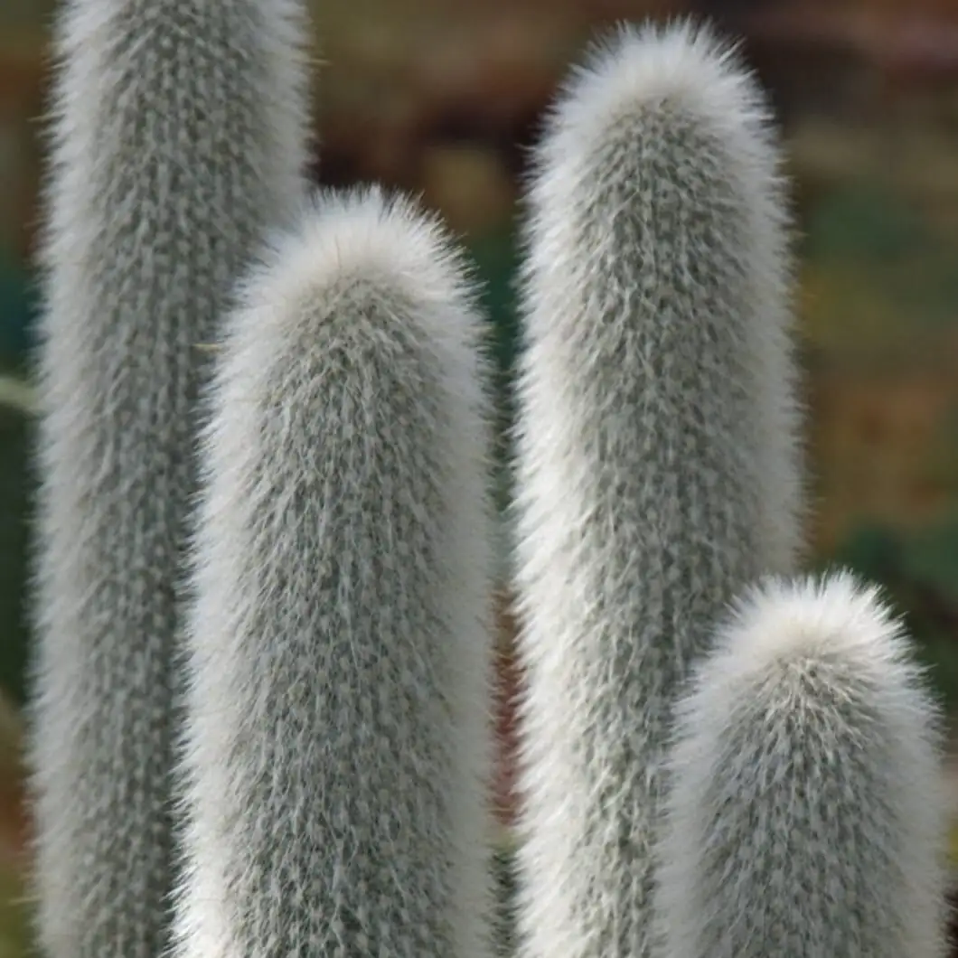 cephalocereus senilis habitat Mexico