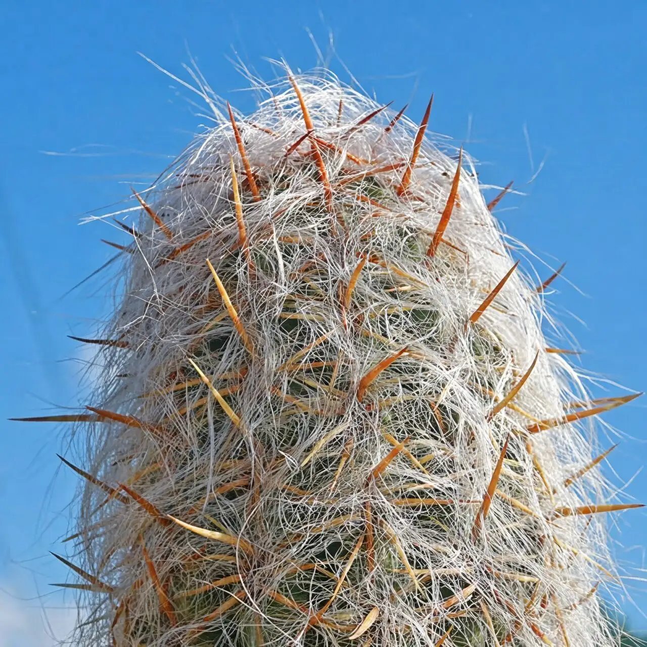 old man cactus sunburn close-up