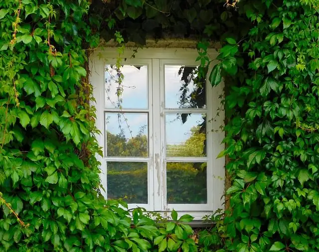 Bright, Cool, and Just Damp: The No-Guesswork Care Playbook for English Ivy