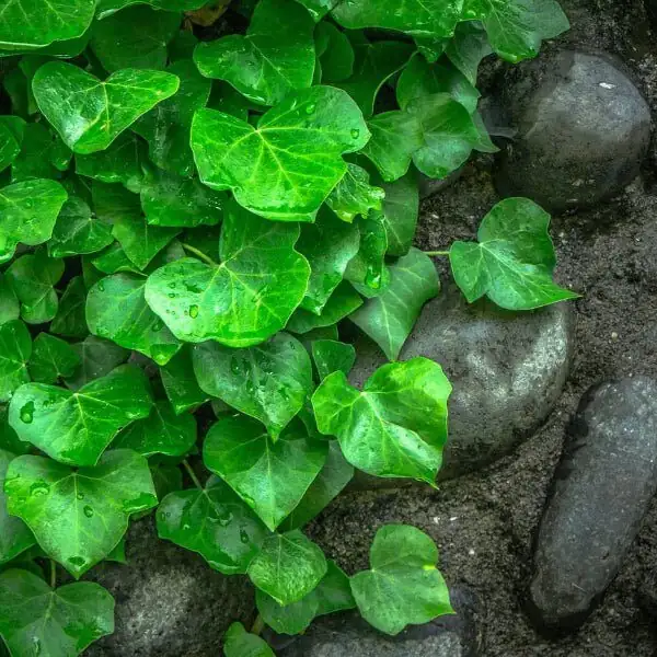 english ivy groundcover shade garden