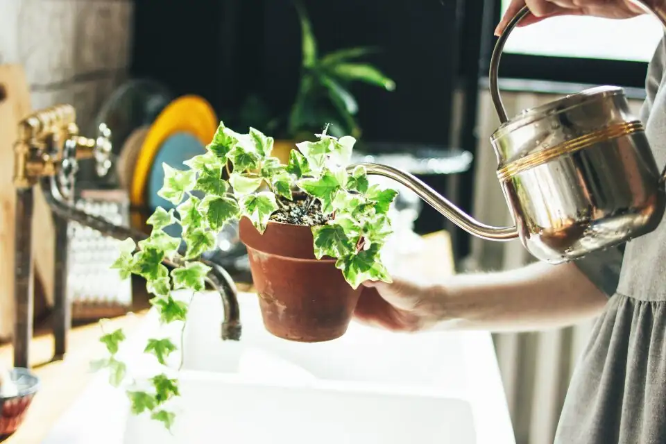 english ivy watering soak and drain