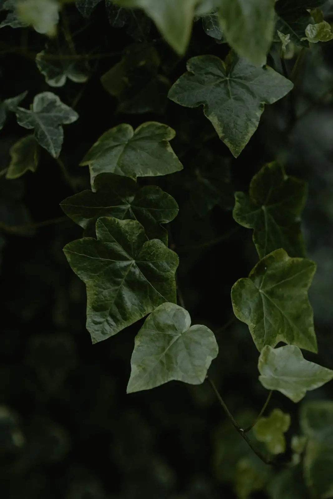 english ivy shower rinse leaves