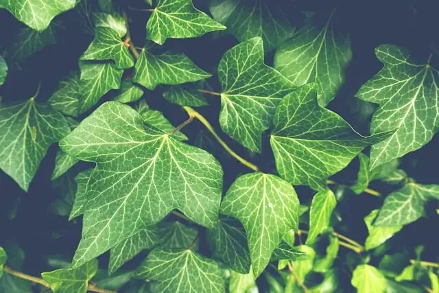 english ivy stem cutting propagation