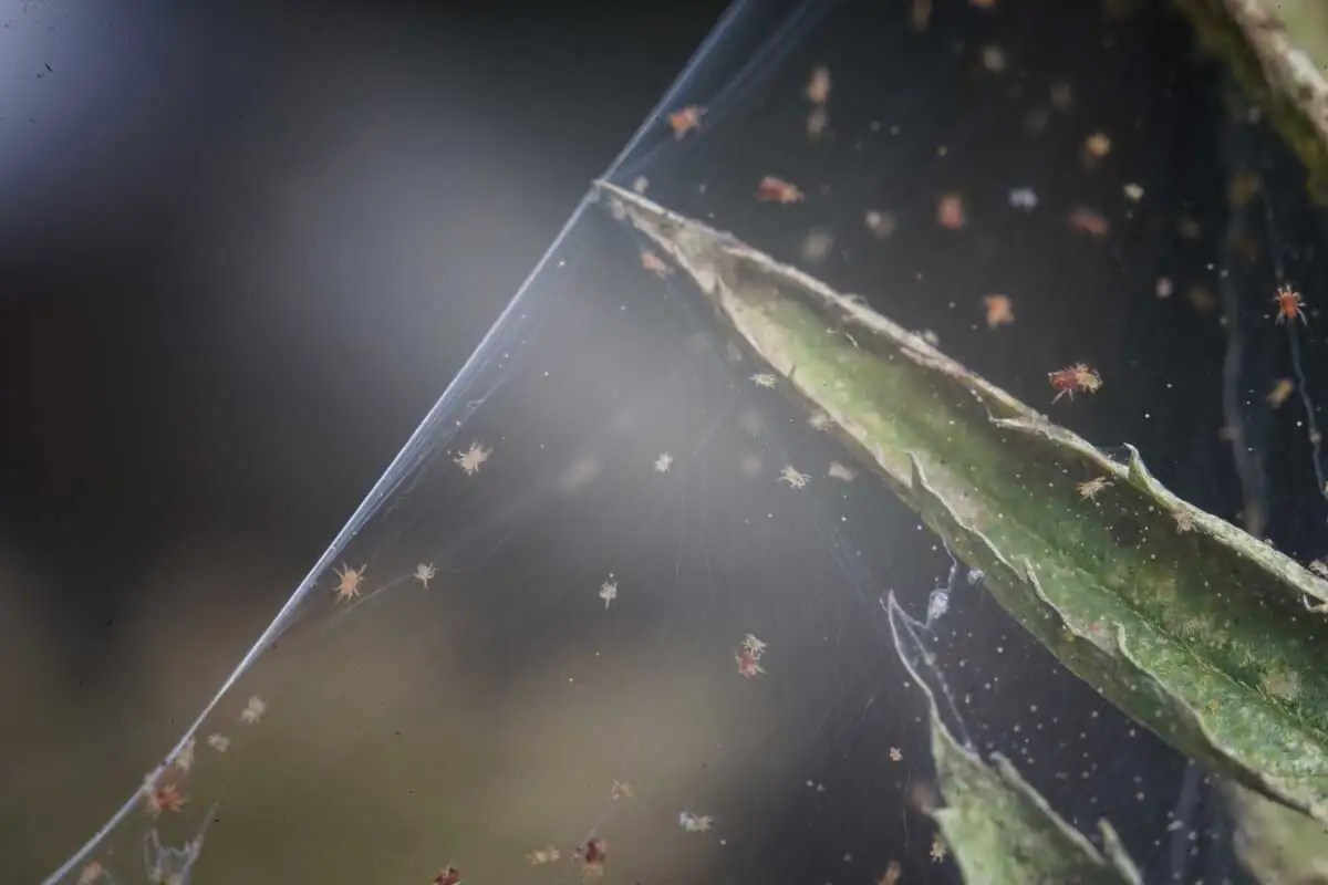 Spider Mites vs. Hedera helix: Win the War in 7 Days