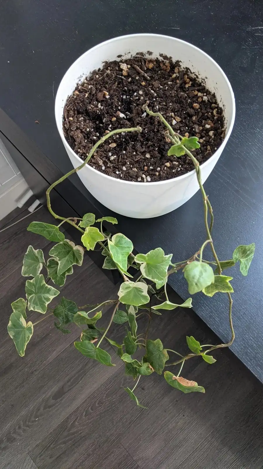 english ivy shower rinse leaves