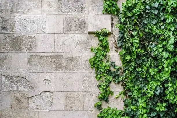 From Bacchus’ Wreaths to Brick Facades: The 2,000-Year Climb of English Ivy