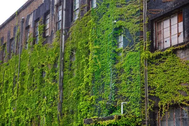 English ivy on brick facade university