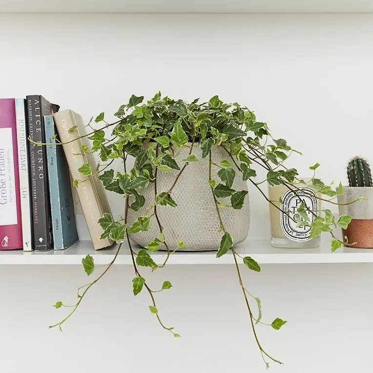 English ivy houseplant on bookshelf